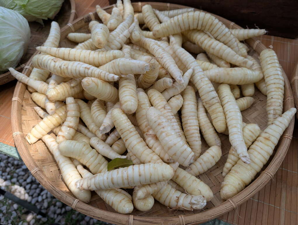 葛鬱金的地下根莖,可清蒸水煮,口感帶點甘味,吃起來像是沒有甜味的甘蔗,幼嫩的部位甚至連纖維都能吞嚥。