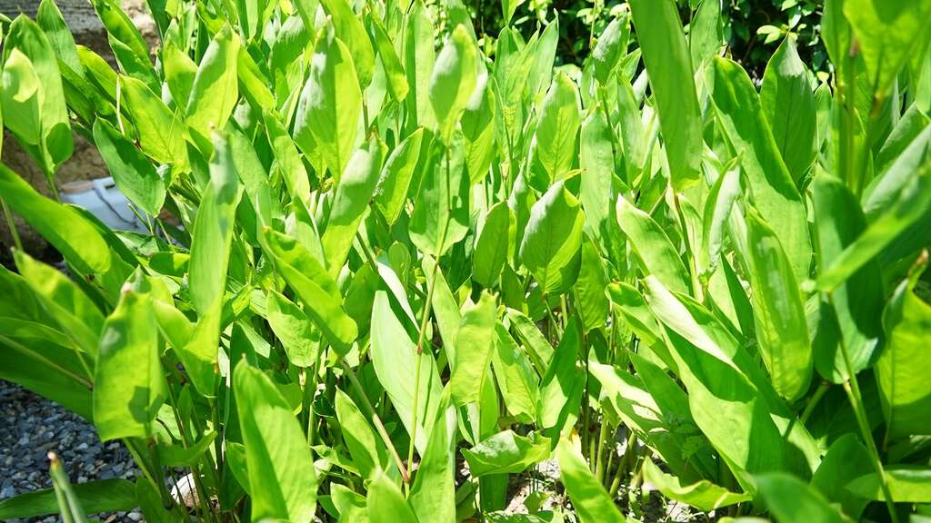 尚未採收前的葛鬱金樣貌。圖片來源：食農教育資訊整合平台
