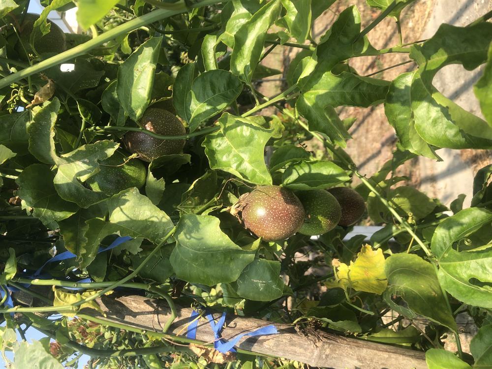 園區景觀（百香果園）