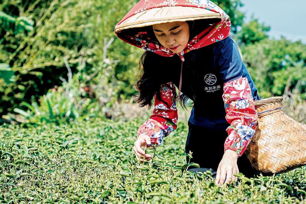 走進翠綠茶園間，親手體驗採茶樂趣。（圖片來源：農遊超市）