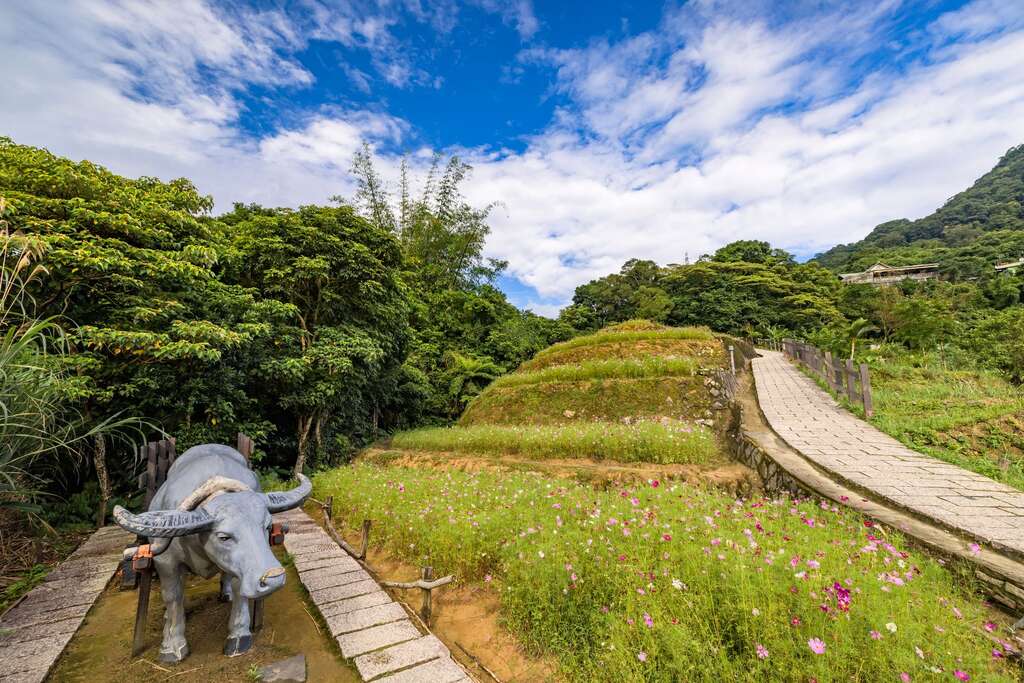 樟樹步道旁，夏季獨有的粉色波斯菊花海綿延。（圖片來源：台北旅遊網）