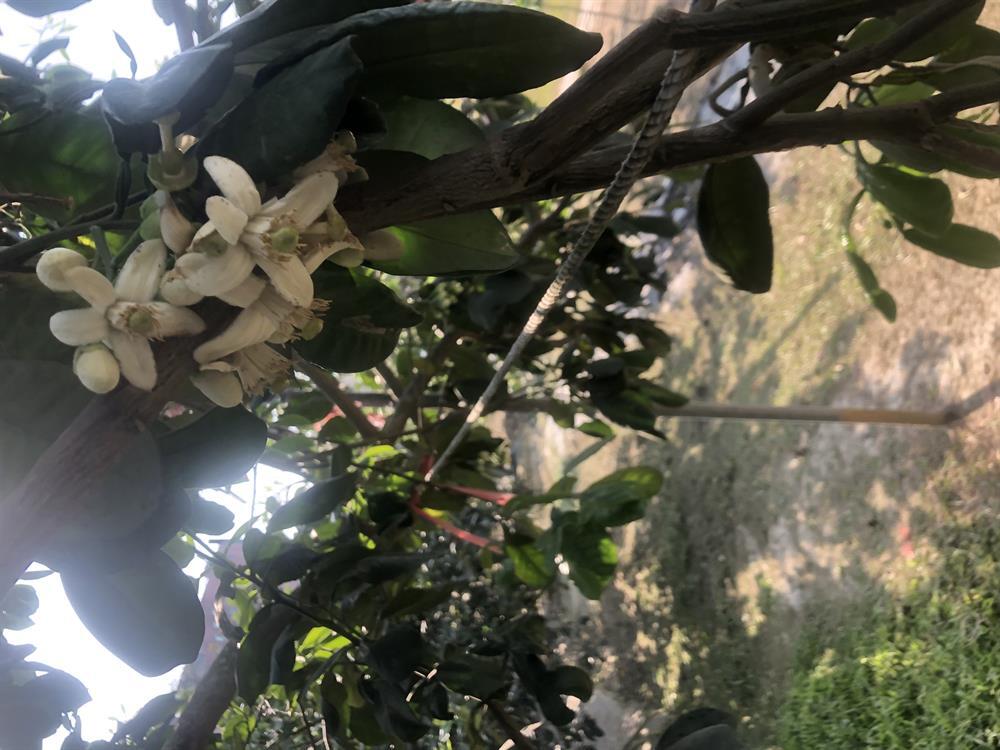 園區景觀（柚子園）