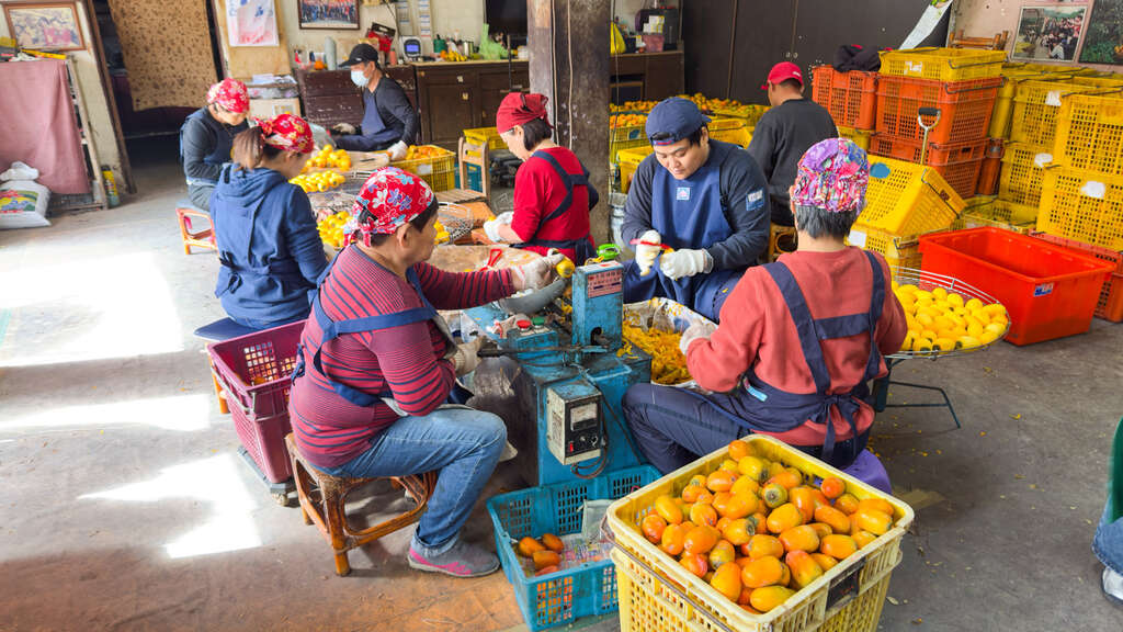 果農們便開始將收成後的柿子去萼削皮