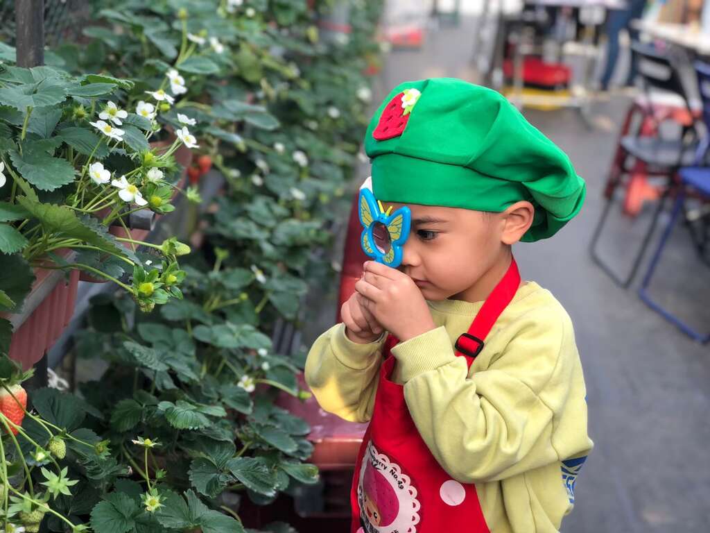 小小草莓農人體驗（圖片來源：食農教育資訊整合平台）