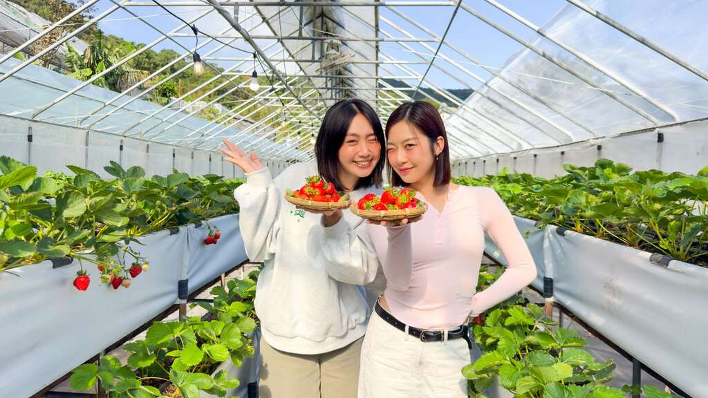 色澤鮮豔飽滿的草莓等著旅人前來採摘