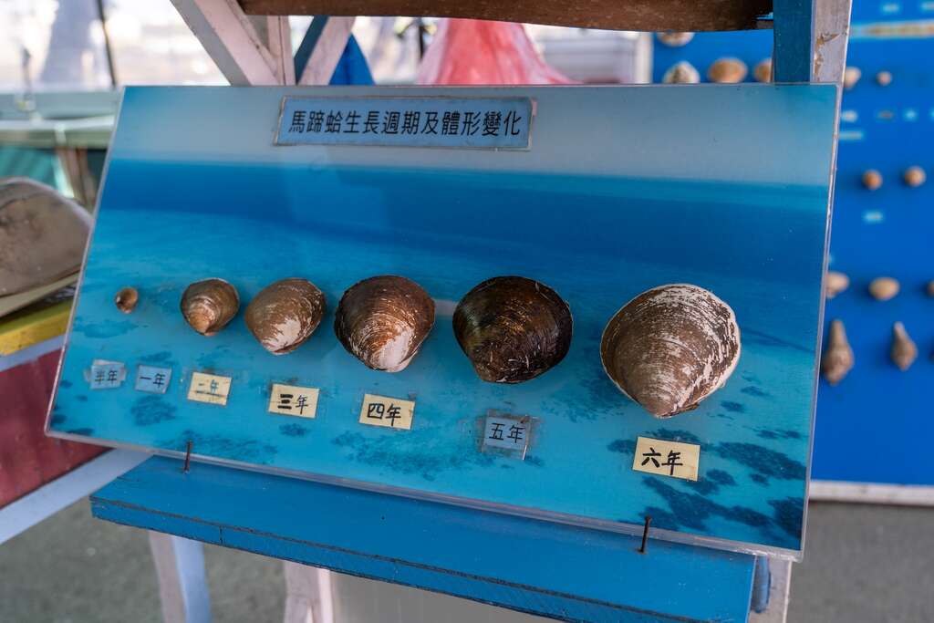 馬蹄蛤的生長週期與體型變化