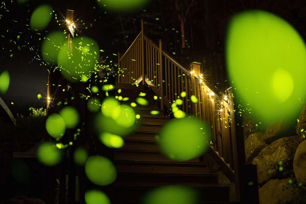 小半天螢火蟲照片