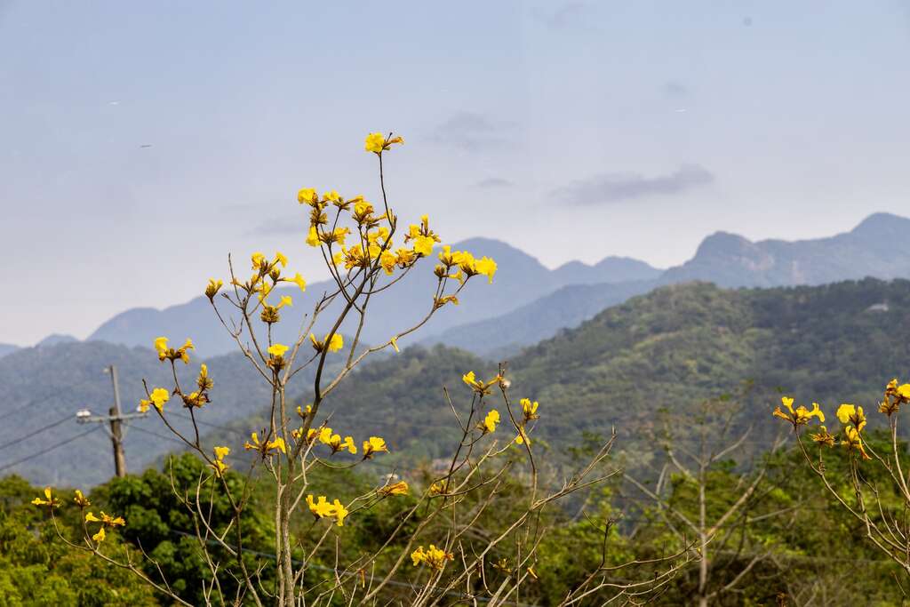 在花海與山景之間，享受愜意的午後時光