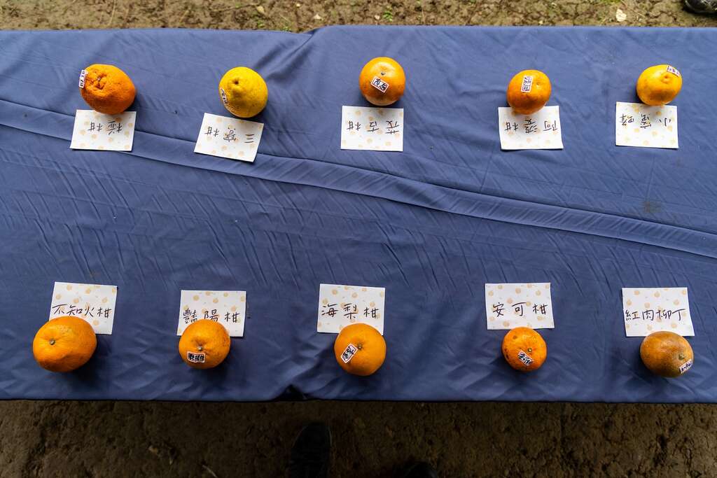 探索柑橘的知識