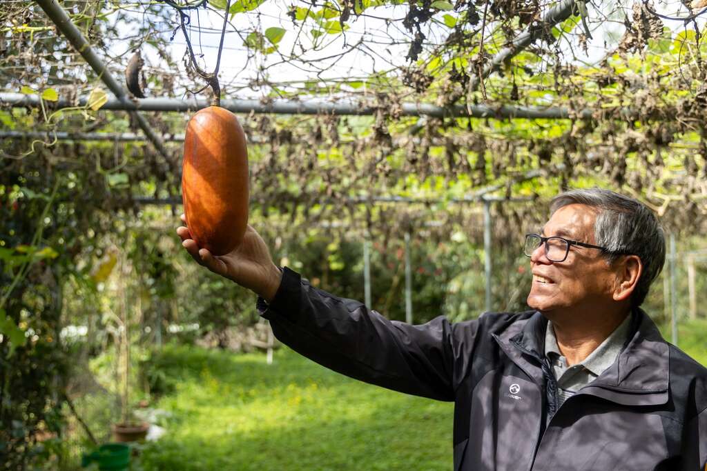 農場內栽培三十多種柑橘類植物，包括新品種「沃柑」