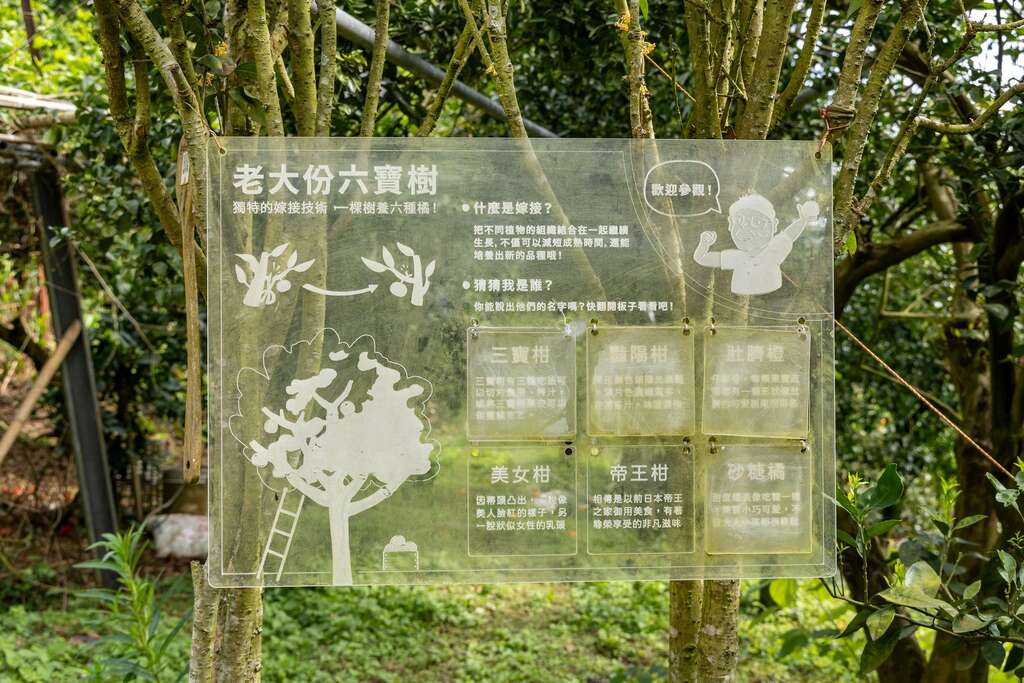 各種品種柑橘的介紹