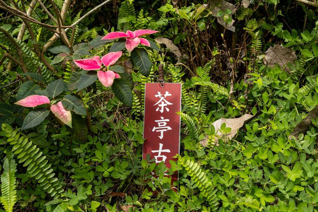 農場內亦設置多項在地歷史展示，如早年大山背唯一的連外道路：「茶亭古道」