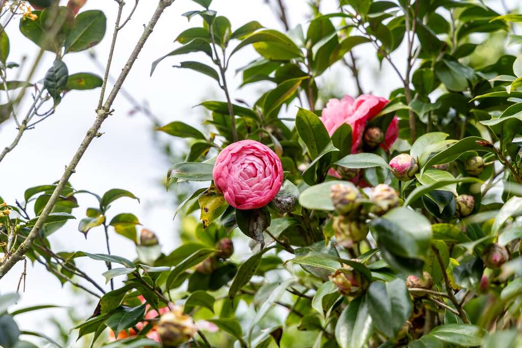 園區內更種滿杜鵑、茶花、桂花