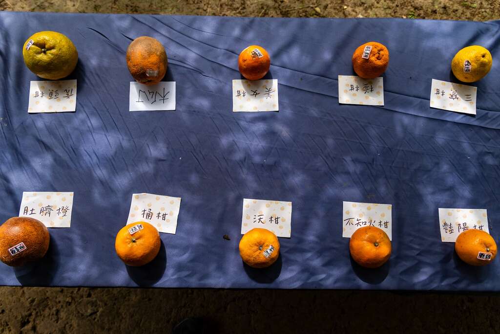 大山背柑橘菓室探索柑橘的知識