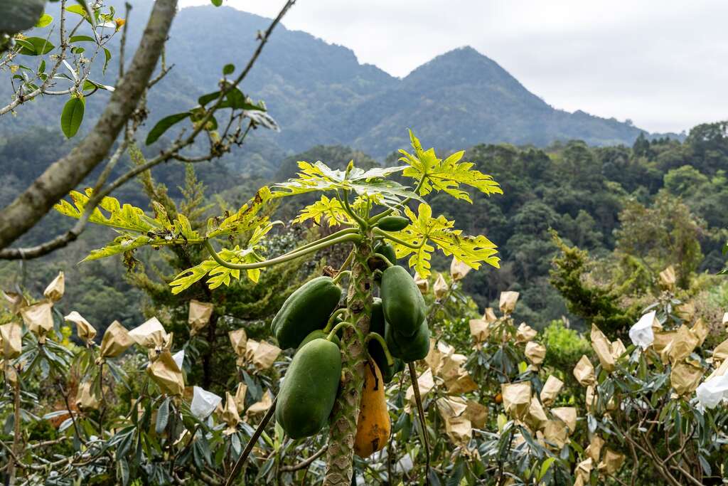 也栽培香蕉、芭樂、蓮霧、紅龍果、枇杷、木瓜