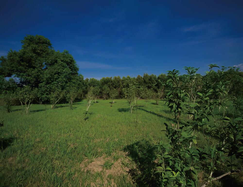 不識茶樹真面目