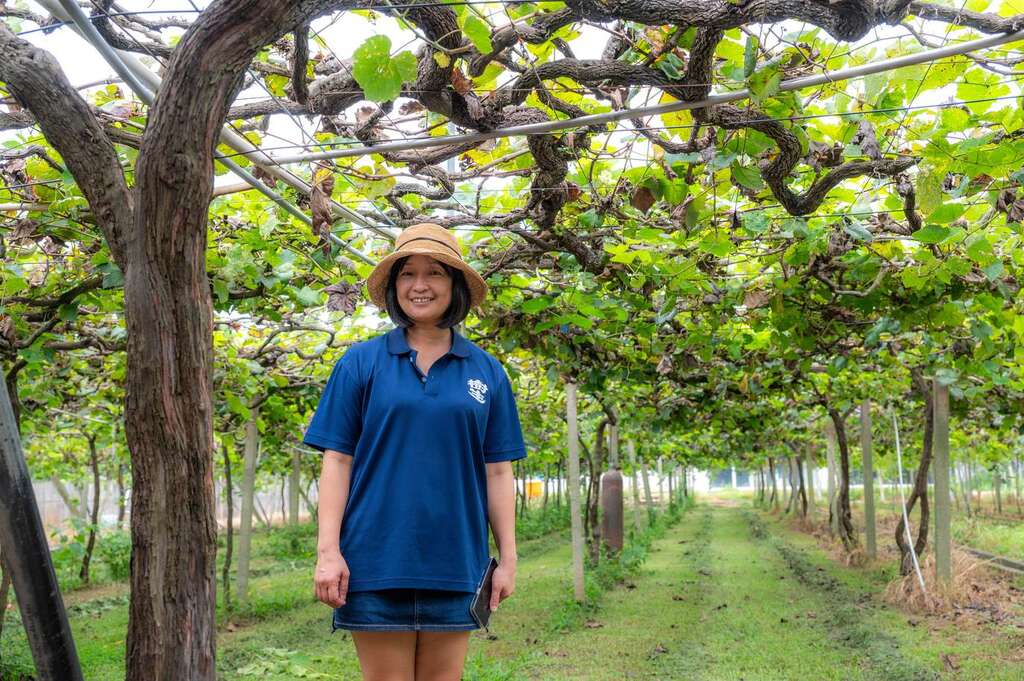 樹生酒莊老藤葡萄  圖片來源：特色農遊場域認證