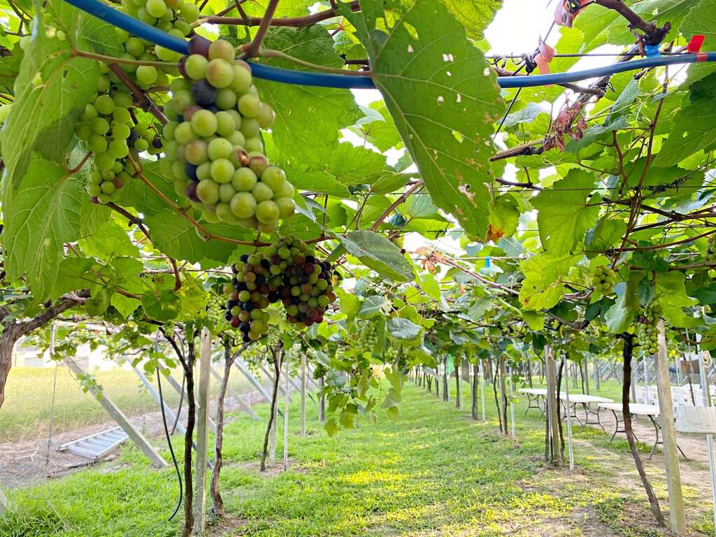 酒堡庄-葡萄園 圖片來源:特色農遊場域認證