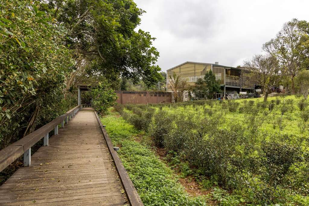 日新茶園環園步道