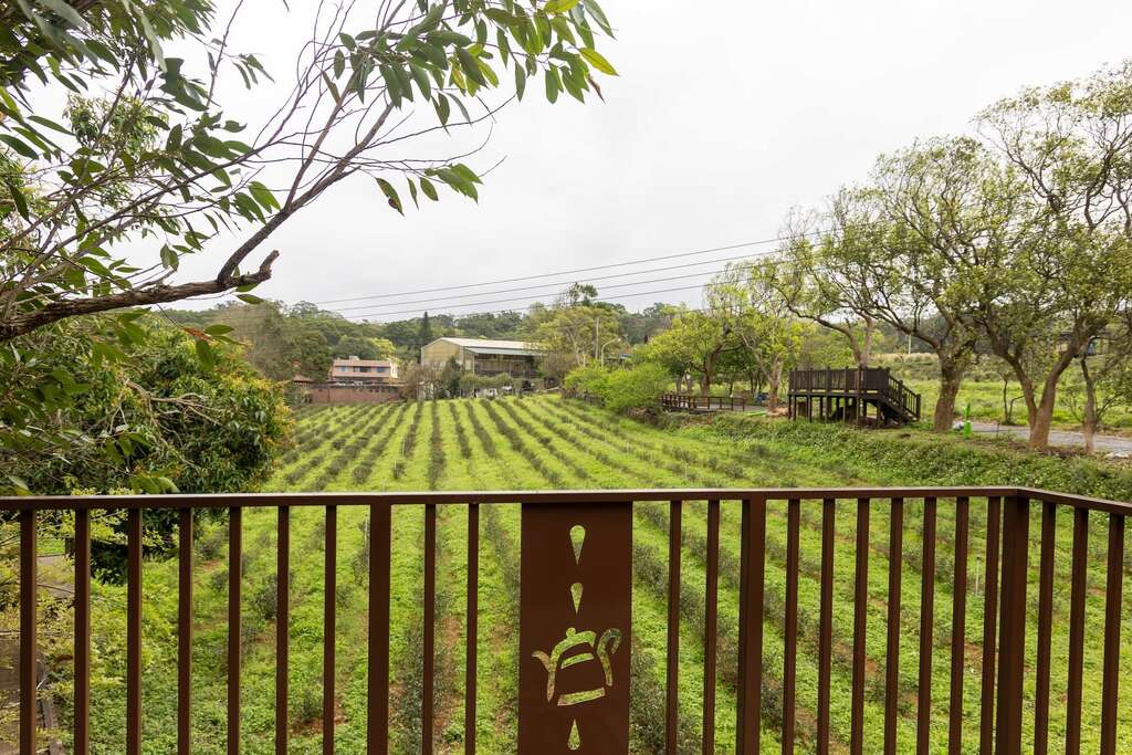 位處迎風面山坡的有機茶園