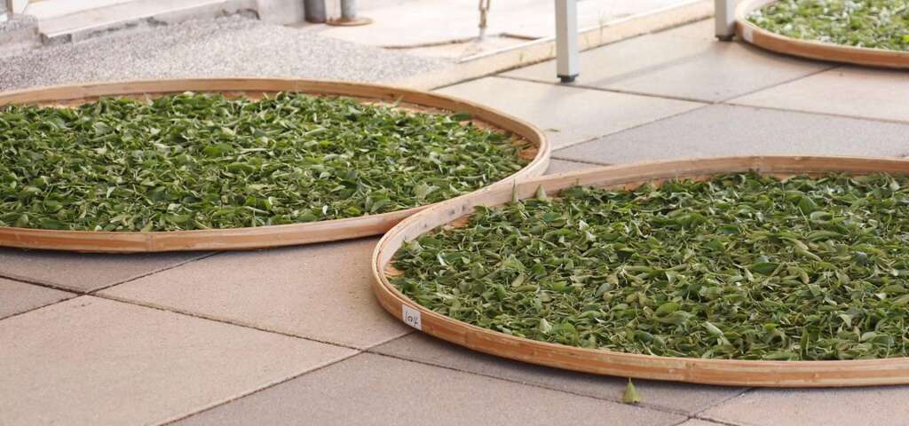 紅茶製程（照片來源：農遊超市）