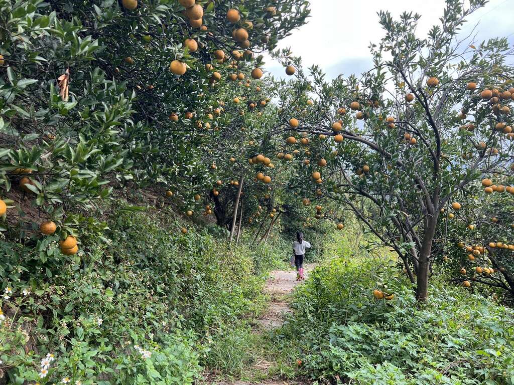 食柑農場4_照片授權：食柑農場FB