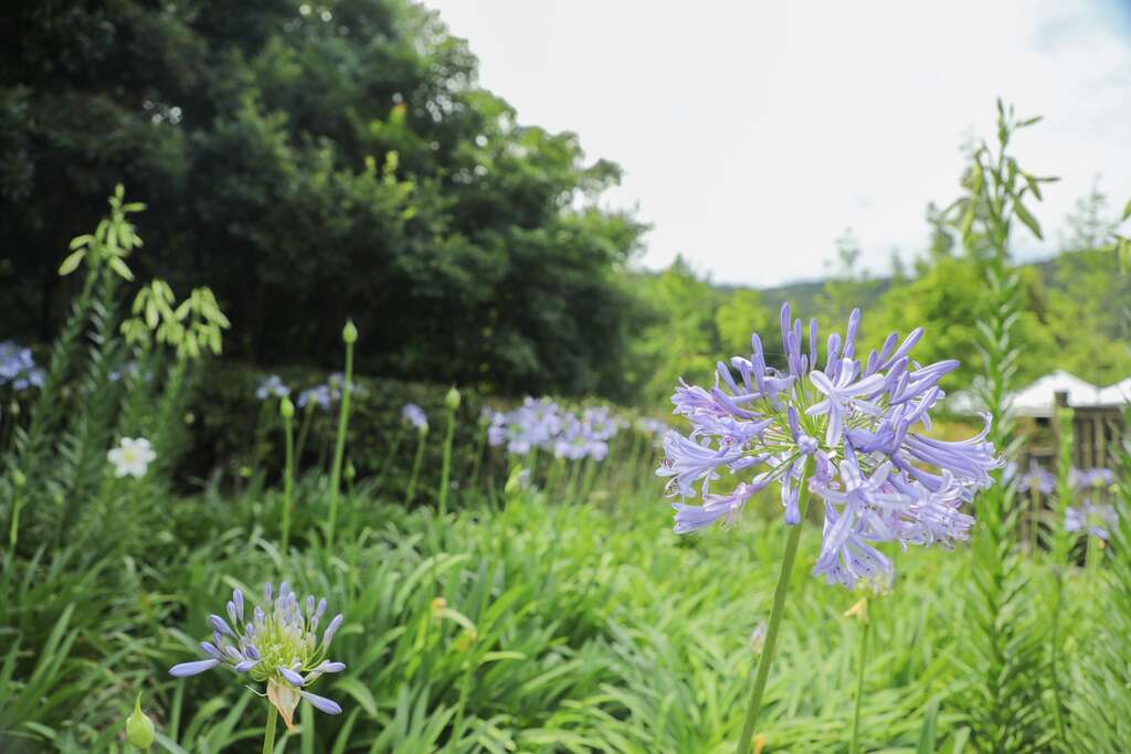 鷲在內雙溪~愛情花季~Chill植感_愛情花_取自臺北大地誌FB