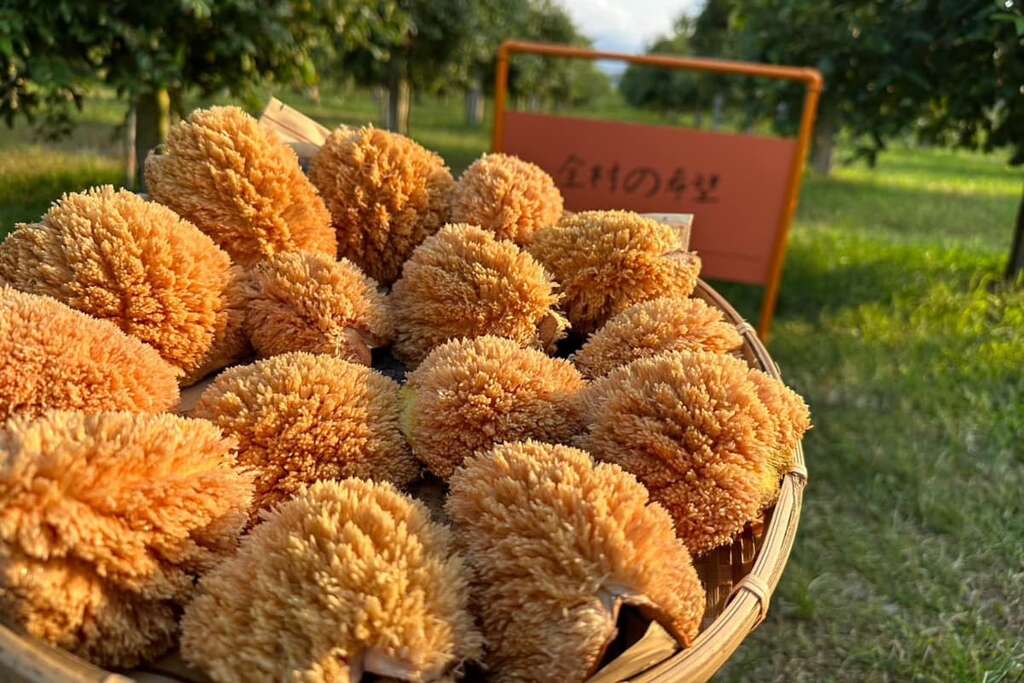 豐盛愛玉_愛玉