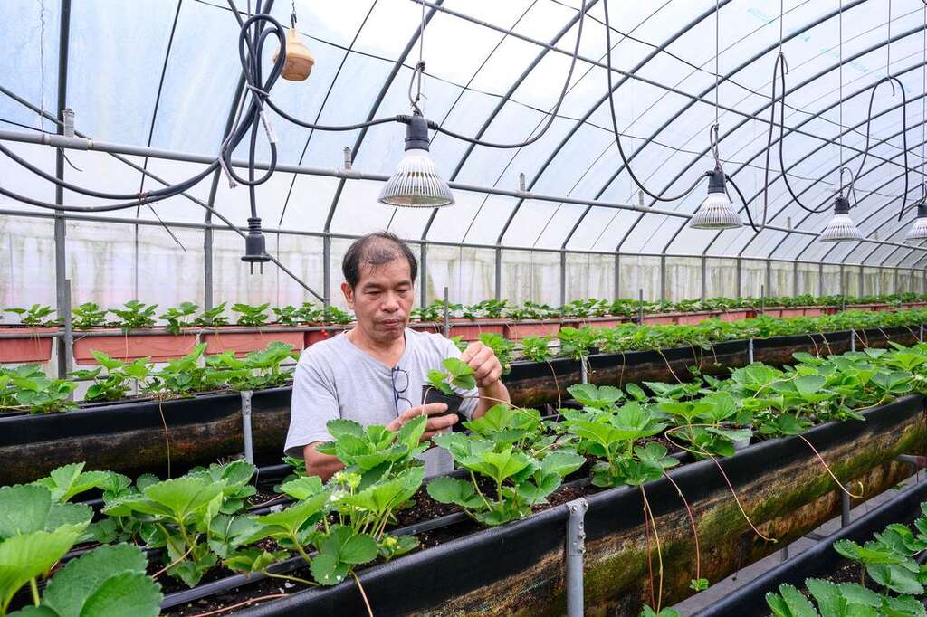 「菩提園有機農場」，是有機認證通通過的場域。溫室裡則種植草莓。（圖片來源：特色農業旅遊場域認證）