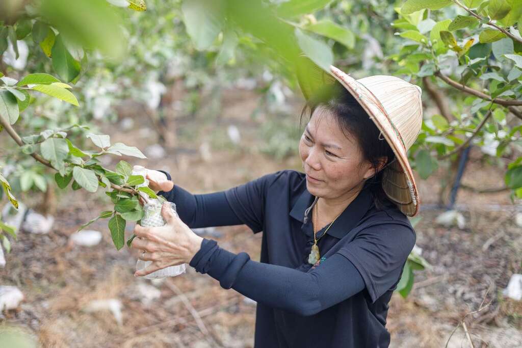 來到果然茶香可以體驗採芭樂的樂趣。（圖片來源：特色農業旅遊場域認證）