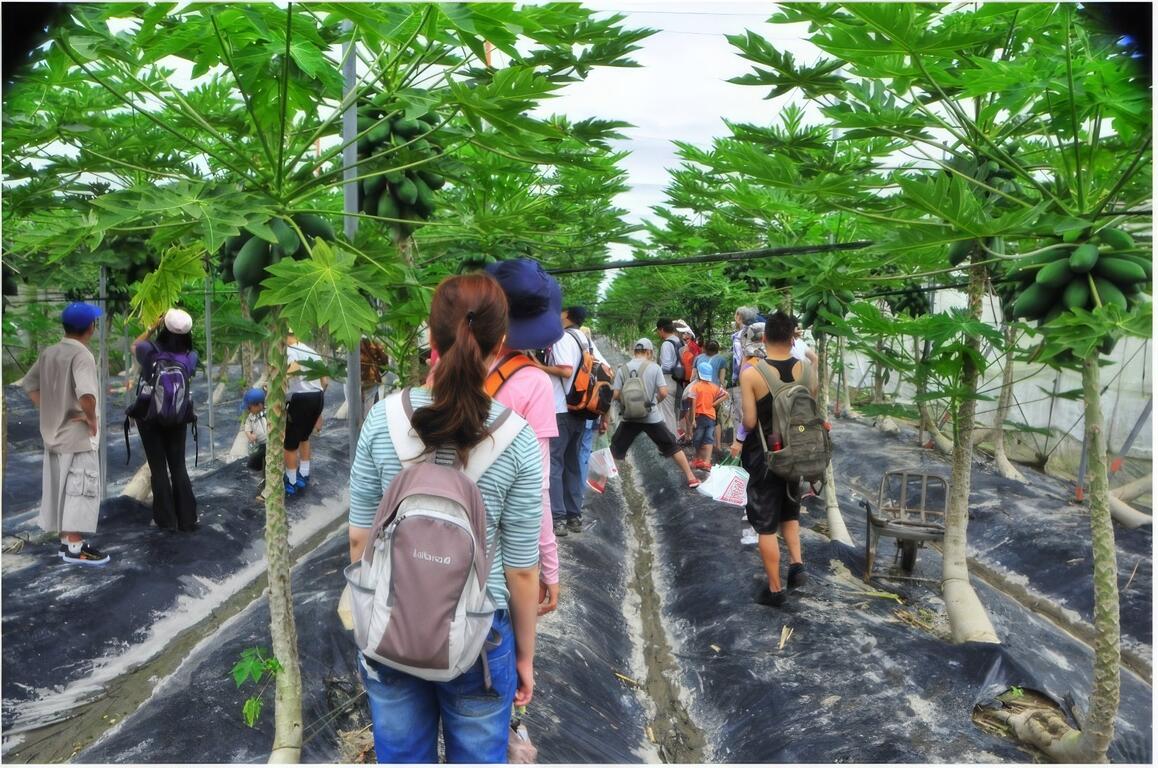 木瓜園見學