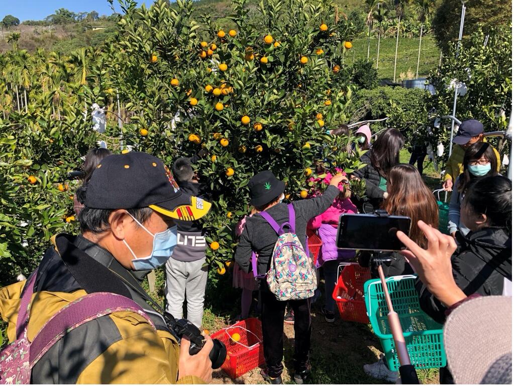 採果體驗請提前預約