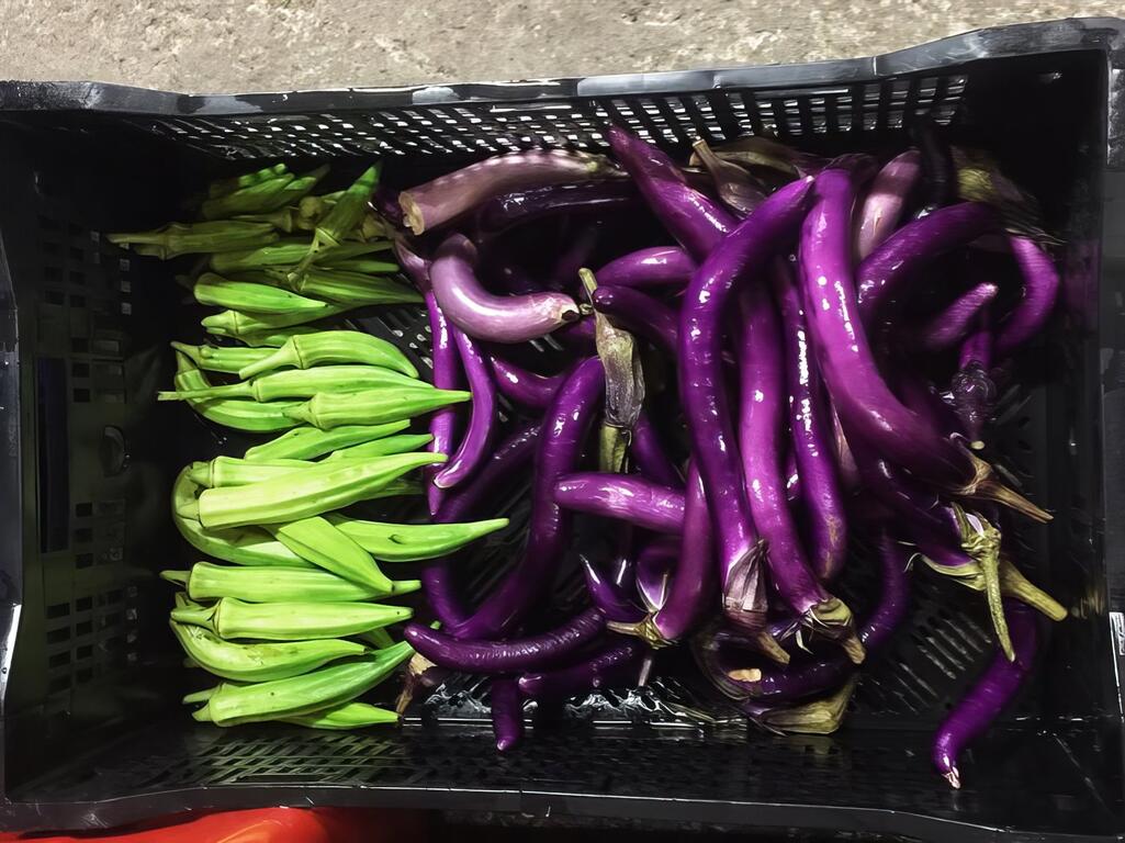 農場經營與體驗規劃