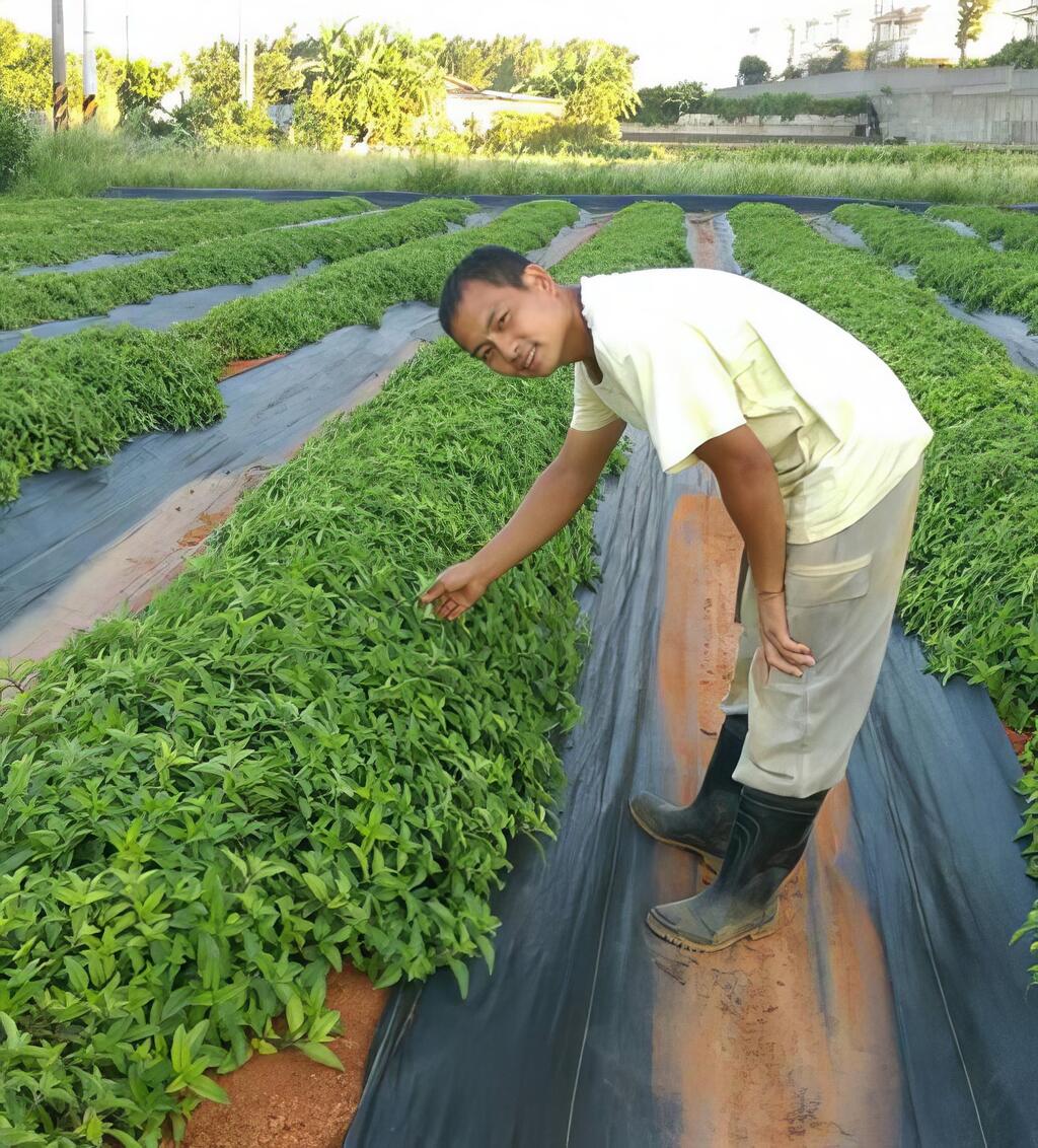 運用草與菜共生原理，調整植株旁的微氣候