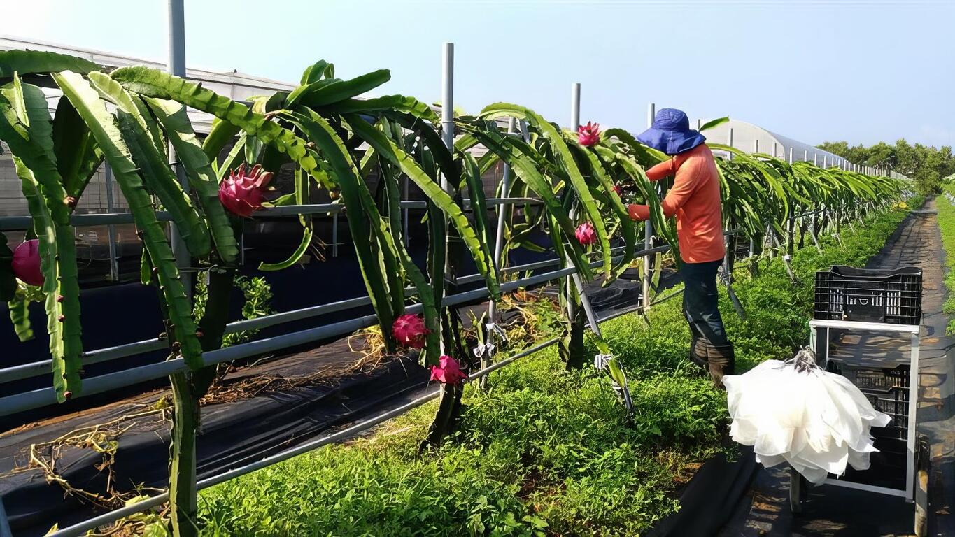 期望讓更多人能用平價價格吃到有機草苺
