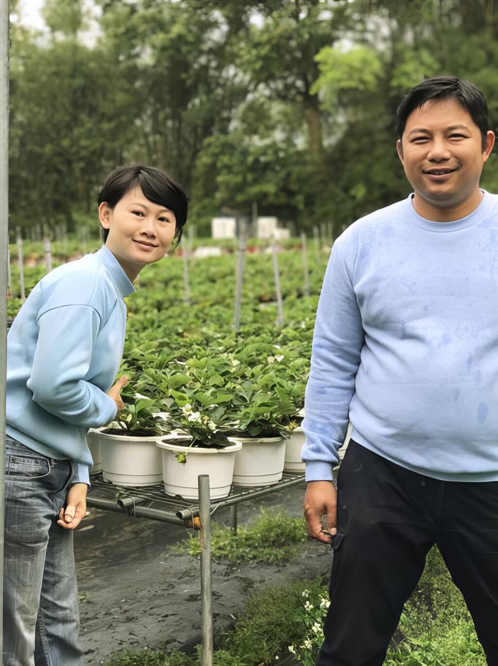讓更多人享用平價有機草莓