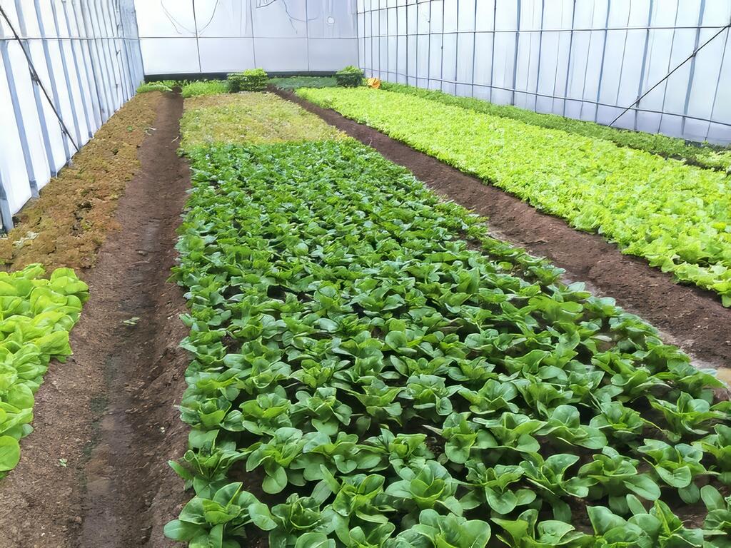 漸進式服務-拓展有機食材銷售
