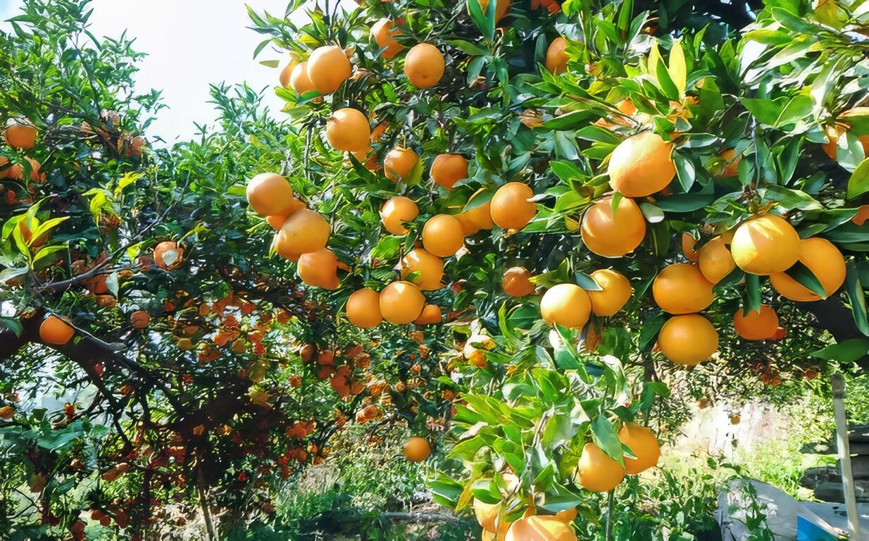 理念被質疑的務農初期