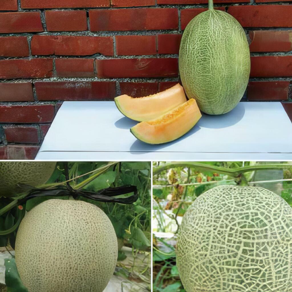 季節性作物