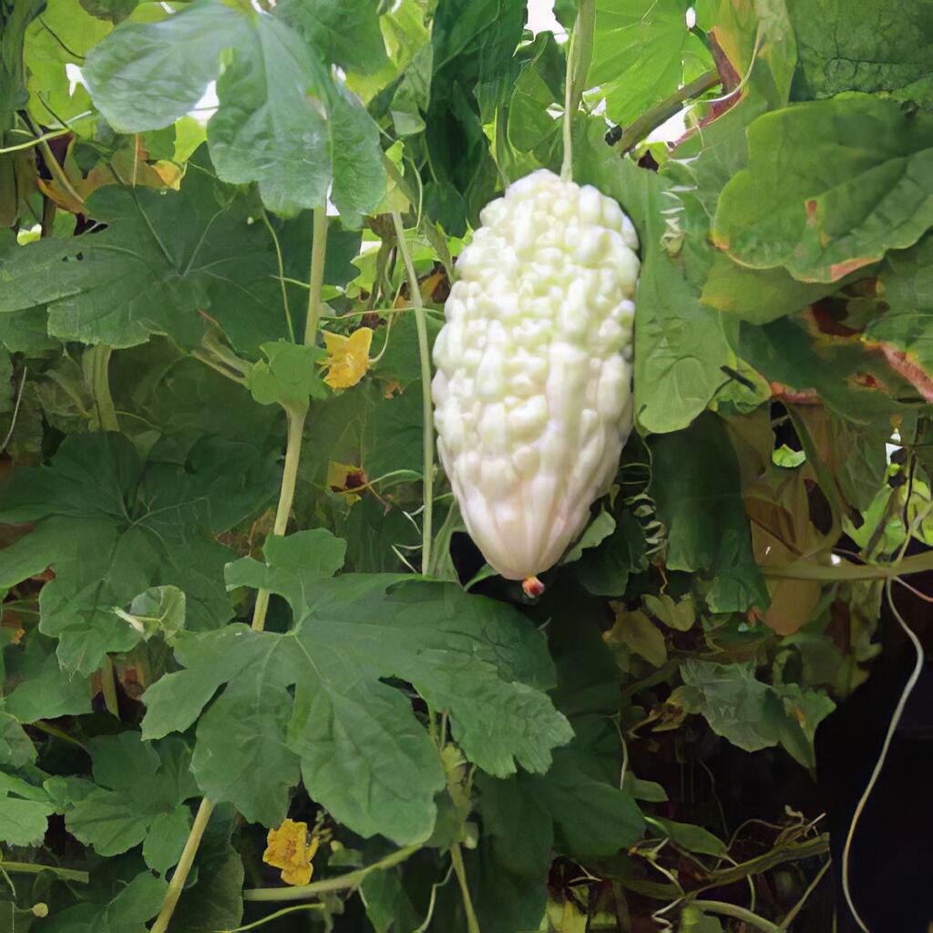 布苦苦瓜、口齒回甘