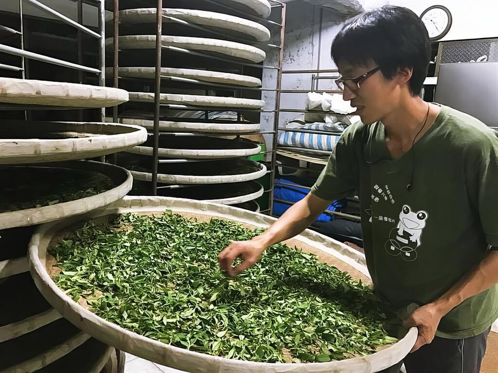 接手茶園 從零開始