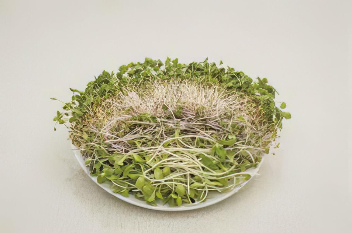 季節性作物