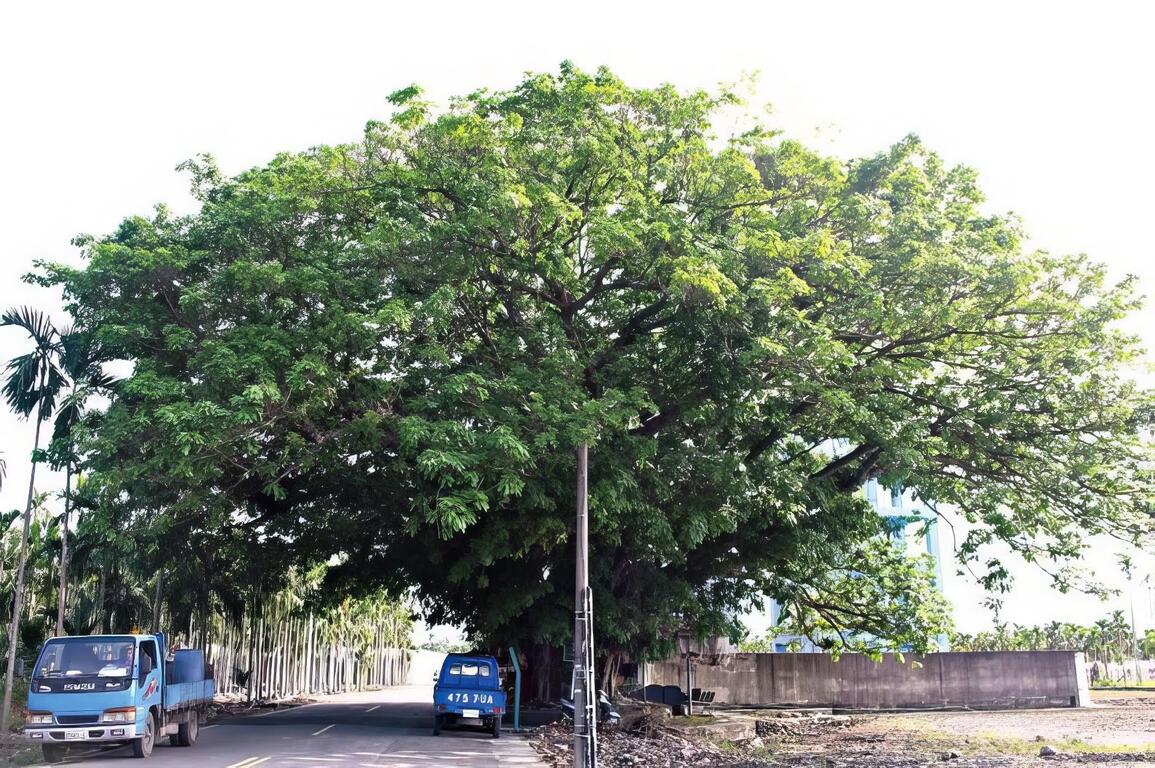 舊寮村百年雀榕