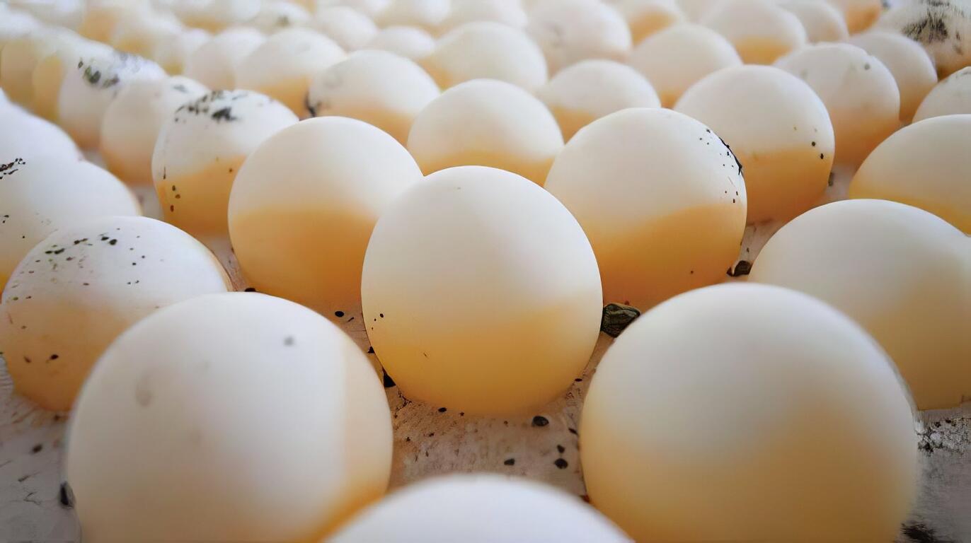 希冀將臺灣農漁業推向國際舞台