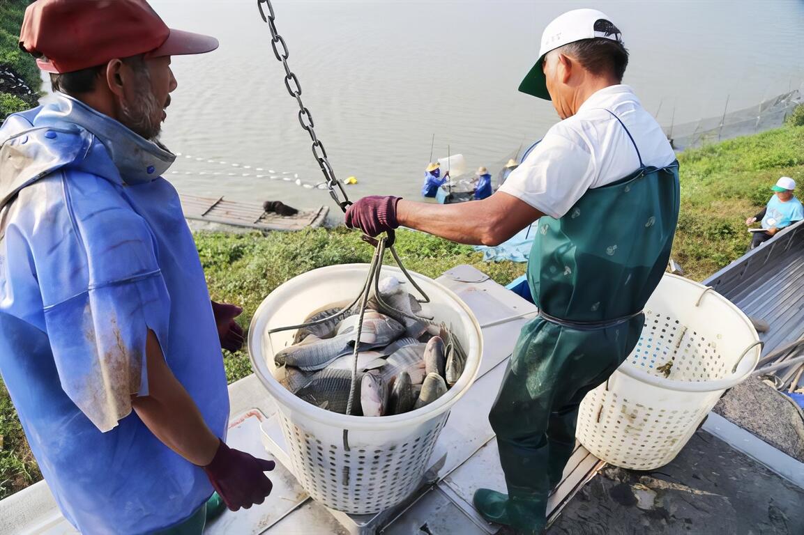 吳郭魚蛻變體型大、肉質細緻豐厚「台灣鯛」