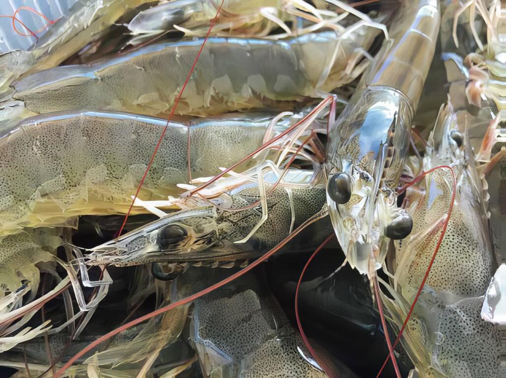 面對家族經營人手不足，退伍返鄉協助