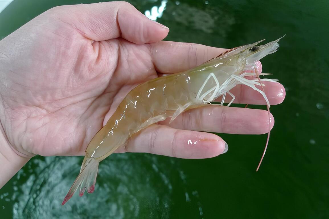 期想改善城西社區的養殖環境