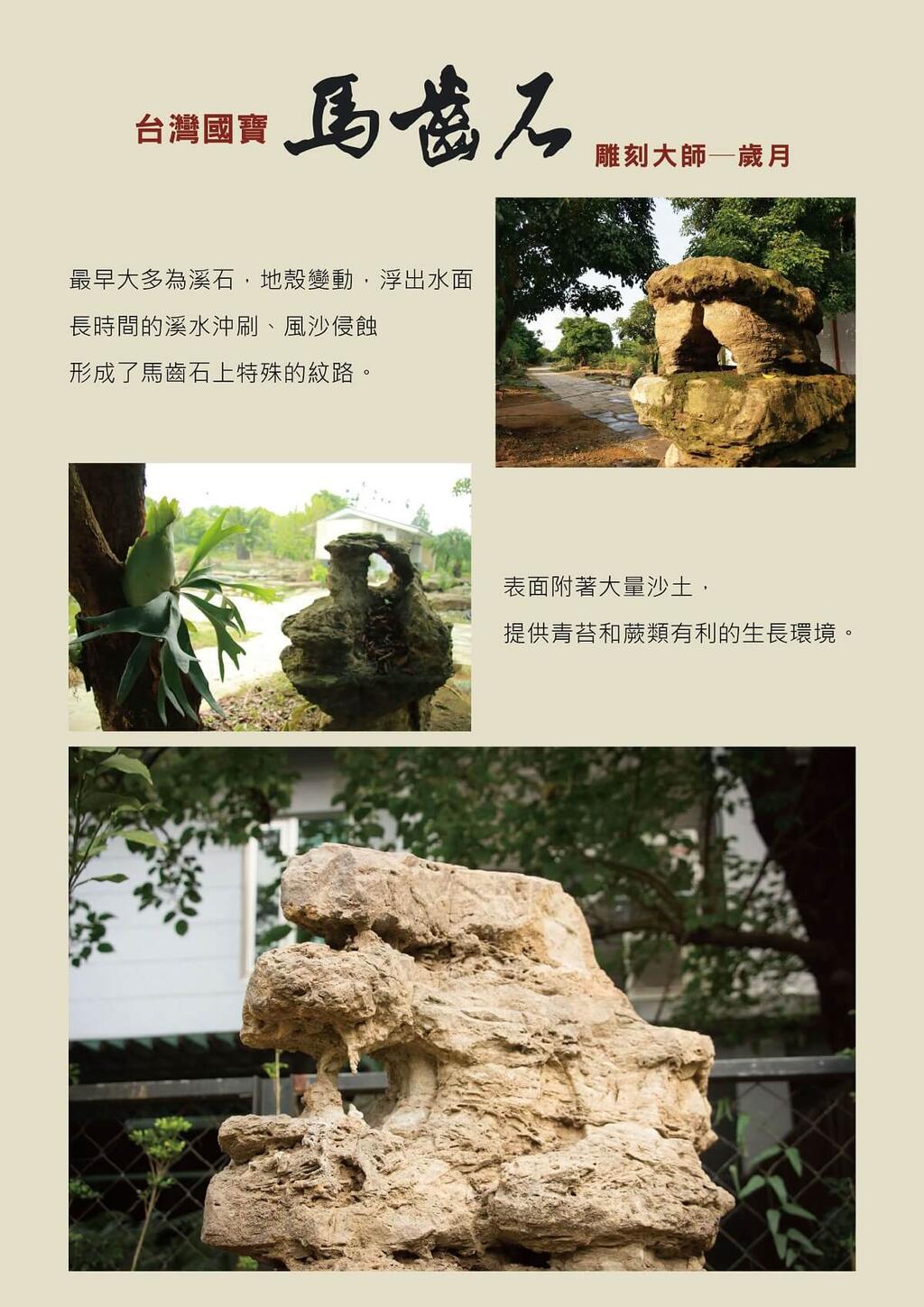 台灣國寶 ─ 馬齒石