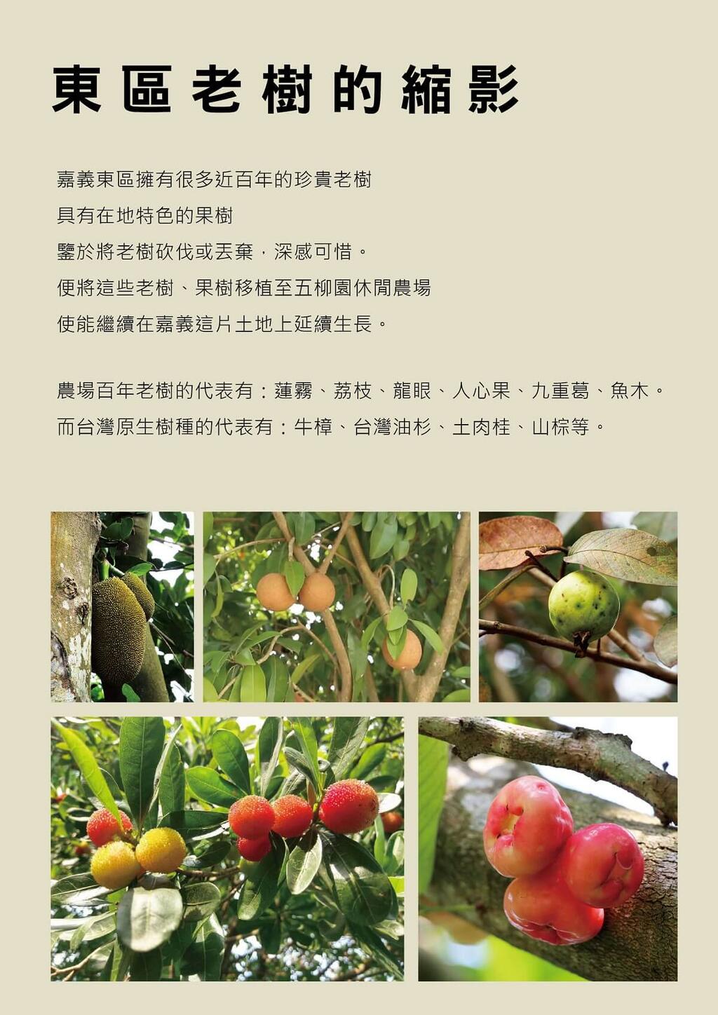 東區老樹的縮影