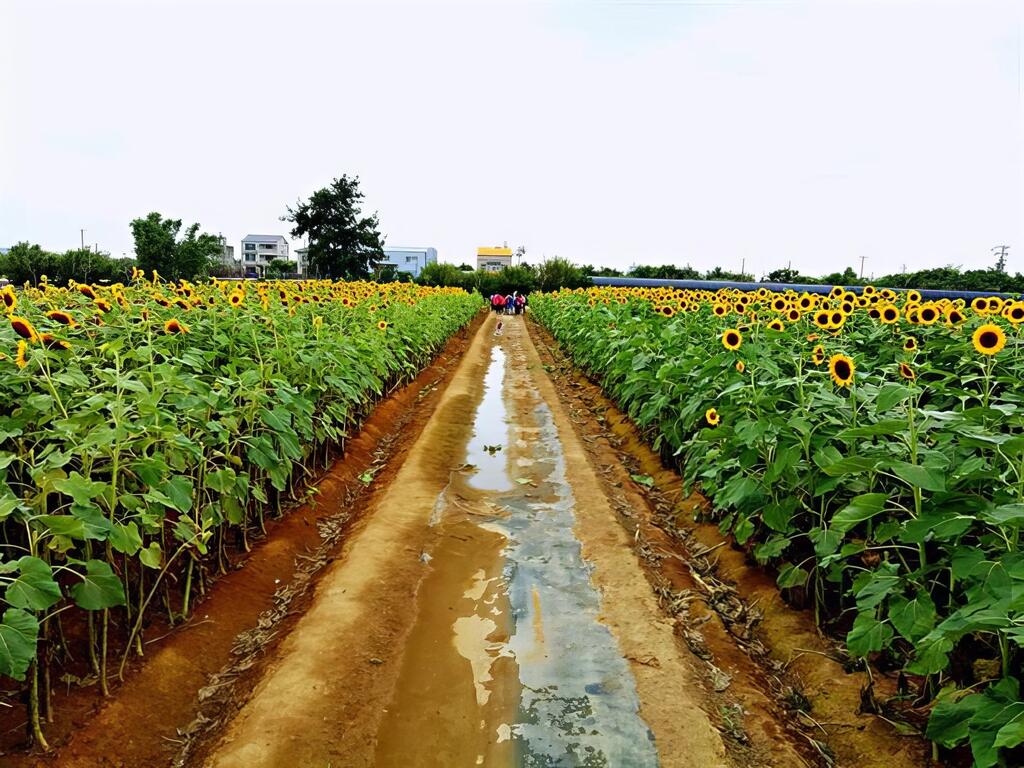 向日葵花季(5月~10月)